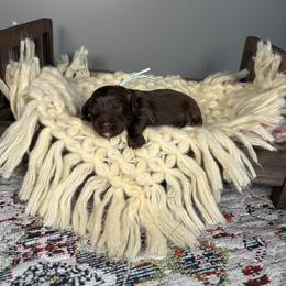 Chaco - Chocolate male Australian Labradoodle puppy in Decatur, Alabama from Southern Meadows Doodles
