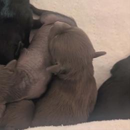 DaoDog Oreo Outstanding - Chocolate female Chinese Crested puppy in Highland Park, Michigan from Family Kennel Dao Dog
