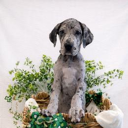 Maddie - Merle female Great Dane puppy in Brooksville, Florida from Follow My Lead Great Danes