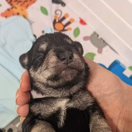 Miniature Schnauzer Puppies from Craft-ed Schnauzers