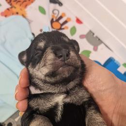Miniature Schnauzer Puppies from Craft-ed Schnauzers