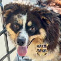 Harry - Australian Shepherd