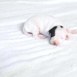 Irry M1 - White and black male Italian Greyhound puppy in Sparta Tn And Caryville Fl, Tennessee from Summerwind Kennel