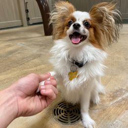 Papillon All Grown Up from PapillonPups