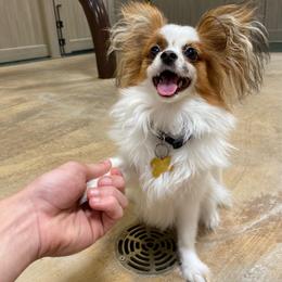 Papillon All Grown Up from PapillonPups