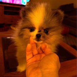 Storm - Blue merle male Pomeranian puppy in Edmond, Oklahoma from My Sun & Moon Poms