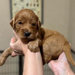 Lucy (Light Pink Collar) - Red  female Goldendoodle puppy in Bay City, Texas from Charming Doods