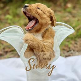 Goldendoodle Puppies from Ruby Pupper Doodles