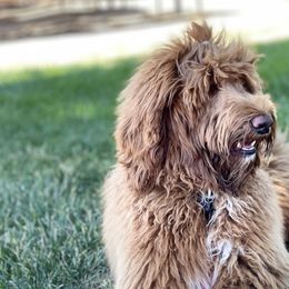 Goldendoodles from Centinela Kannels