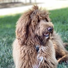 Goldendoodles from Centinela Kannels