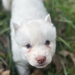 Dorothy - White female Siberian Husky puppy in London, Ohio from Rose Trail Siberian’s