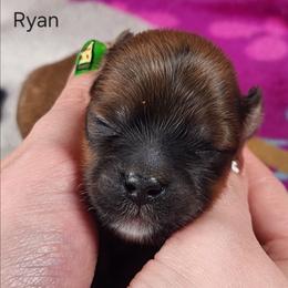Ryan - Red male Lhasa Apso puppy in Jefferson, New York from Absolute Lhasa Love