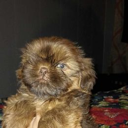 Boy 1 - Shih Tzu puppy in Birmingham, Alabama from K&D kennels