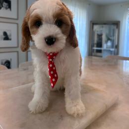King - Blenheim male Cavapoo puppy in Sacramento County, California from Sac-Town Poodles and Doodles