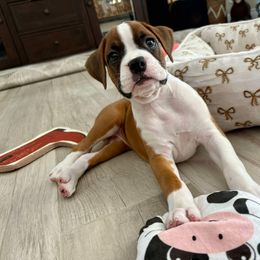 Boxer Puppies from Starlight Boxer Corner