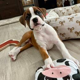 Boxer Puppies from Starlight Boxer Corner