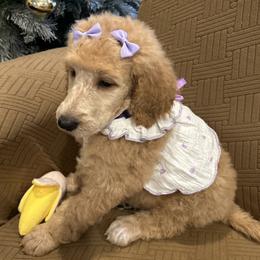 Rosie - Apricot female Poodle puppy in Mobile, Alabama from Semmy’s Standard Poodle LLC