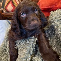 Little Boy 4 - Dark brown male Boykin Spaniel puppy in Bowling Green, Kentucky from Drakes Creek Boykins LLC