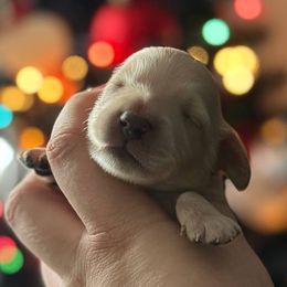 Tater - Cream male Dachshund puppy in Sebring, Florida from Mini Weenies