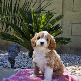 Cavapoo Puppies from Cool Cavapoos