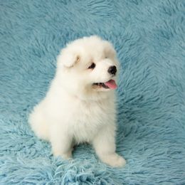 Samoyed Puppies from Rowan Hill Samoyeds