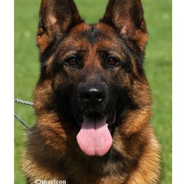 Meekah - German Shepherd