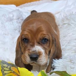 Paul - Mahogany and white male Basset Hound puppy in Big Rapids, Michigan from Basket Hound Bassets