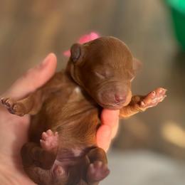Pink Girl - Red  female Goldendoodle puppy in Lewisville, Texas from Zink Doodles