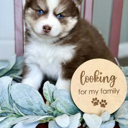 Pinapple - Red and white male Pomsky puppy in Antioch, California from Golden State Pomskies