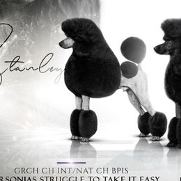 Stanley - Poodle
