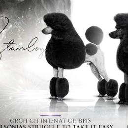 Stanley - Poodle