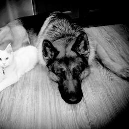 German Shepherd All Grown Up from End of the Trail Farm & Kennels