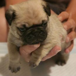 Yellow Collar Boy - Fawn male Pug puppy in New Braunfels, Texas from Kex Pug Haus