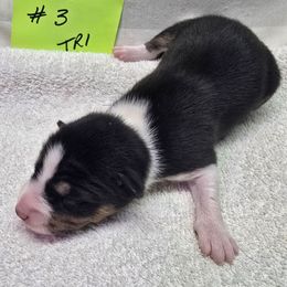 Girly girl 3 - Black tan and white female Basenji puppy in Caldwell, Texas from Candyce Witte