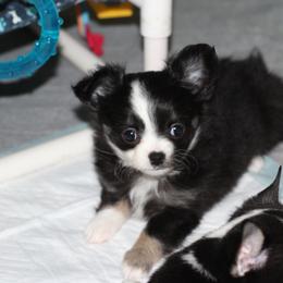Petals 4,500 - Black and tan female Chihuahua puppy in Cache, Oklahoma from Charming Lil Chihuahuas