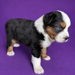 Thunder - Black tri-color male Australian Shepherd puppy in Marshall, Virginia from Aussie Tales Farm