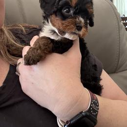 Cavapoo Puppies from AZ Cavapoos