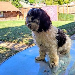 Companion Cross Puppies from Puppies Full of Love