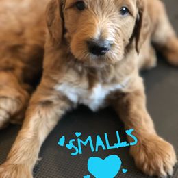 Goldendoodle Puppies from Dapper Doodles of Tennessee