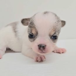 Leo - Blue merle male Chihuahua puppy in Clinton, Missouri from RockyTop Hearts