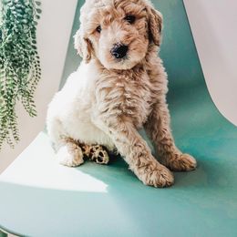 Goldendoodle, Labradoodle, and Poodle Puppies from Noble Friend Breeders LLC