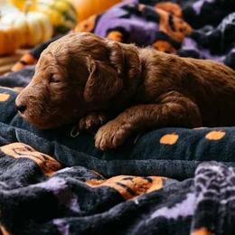 Girl 3 - Red  female Poodle puppy in Mc Henry, Illinois from Sunset Maple Poodles