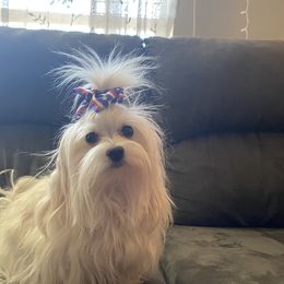 Lady - Maltese