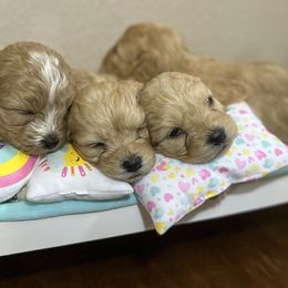 Cavapoos from Bella and Brunos Cavaooos