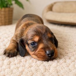 Janet - Red female Dachshund puppy in Greenup, Kentucky from Tygart Creek Dachshunds