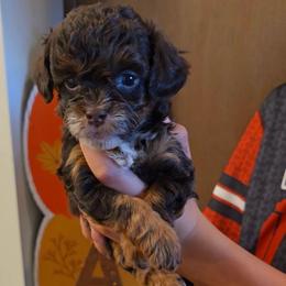Saturn - Red tri-color male Aussiedoodle puppy in Prescott Valley, Arizona from Ramirez Family Doodles