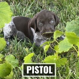 German Shorthaired Pointer Puppies from LyonHeart Kennels