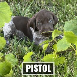 German Shorthaired Pointer Puppies from LyonHeart Kennels