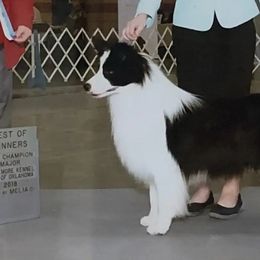 Cowboy - Border Collie
