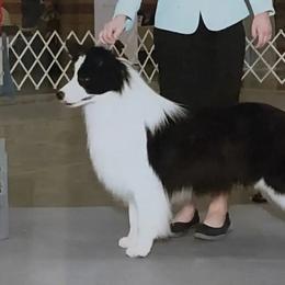 Cowboy - Border Collie